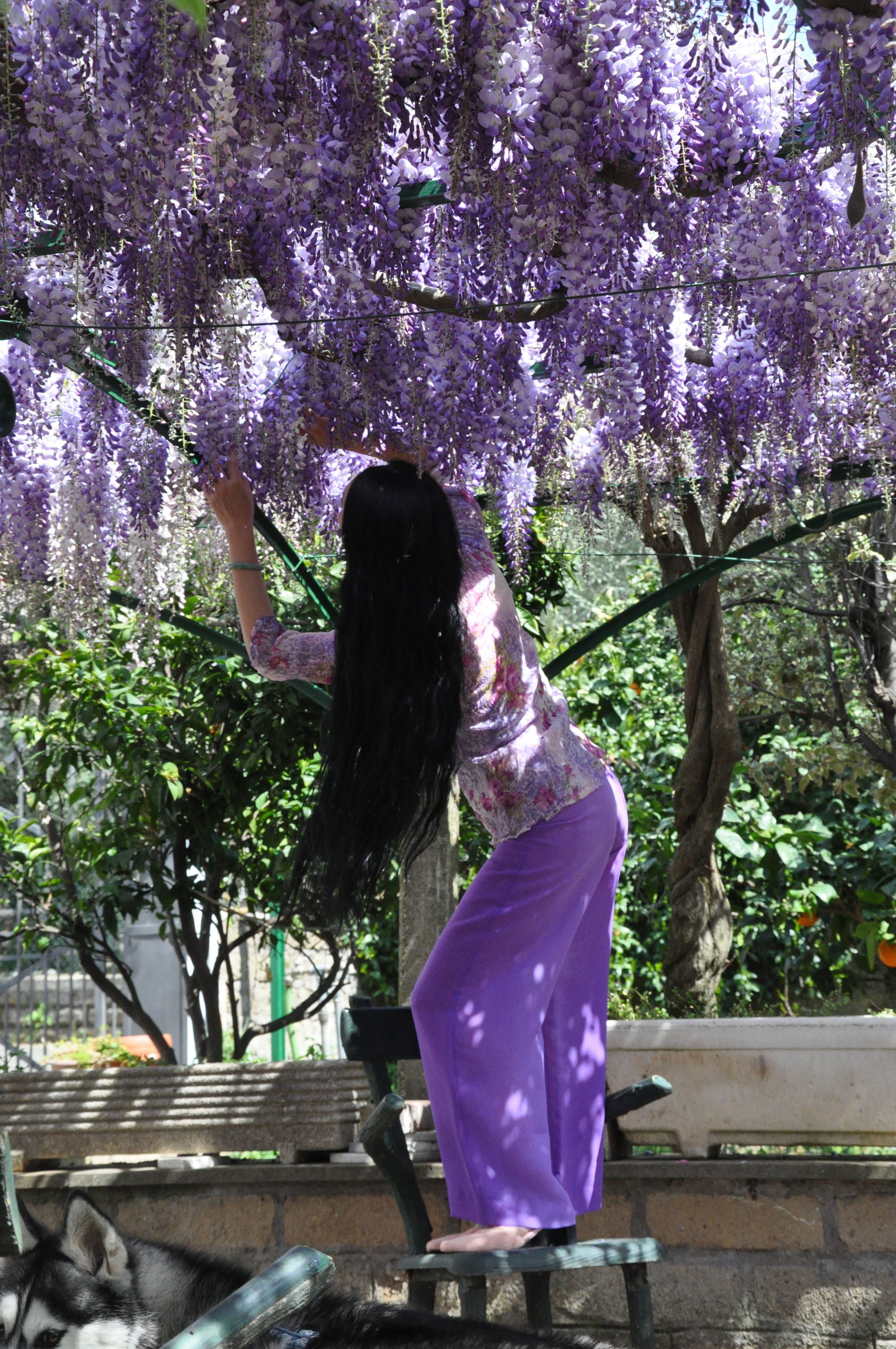 Chao Hsiu Chen and Wisteria in Appia Antica - Rome 2